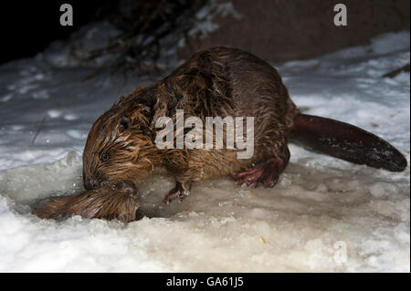 Europäischer Biber, Rosenheim, Bayern, Deutschland, Europa / (Castor Fiber) Stockfoto