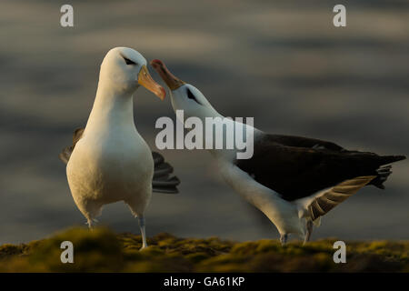 Black-browed Albatros, Saunders Island, Falkland-Inseln / (Thalassarche Melanophris) Stockfoto