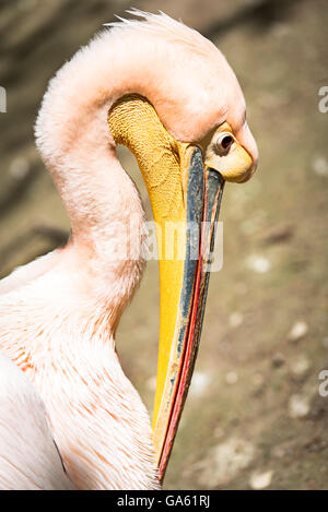 Weißer Pelikan (Pelecanus Onocrotalus) auch bekannt als die östlichen White Pelican, rosigen Pelikan oder weißer Pelikan ist ein Vogel in die pe Stockfoto
