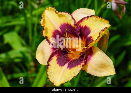 Gelb und lila Blume in einem Garten von Taglilien. Stockfoto