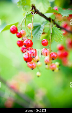 Wachsende rote Johannisbeere im Hausgarten Stockfoto