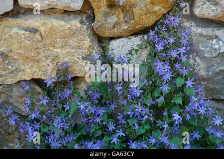 Campanula Poscharskyana serbischen nachgestellte Glockenblumen Glockenblume Blüte Stockfoto