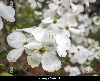 Cornus ist eine Gattung von Gehölzen in der Familie Cornales, allgemein bekannt als Hartriegel Stockfoto