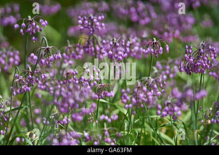 Allium Carinatum Hexe gekielt Knoblauch Knoblauch Unterart pulchellum Stockfoto