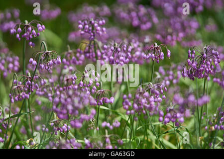 Allium Carinatum Hexe gekielt Knoblauch Knoblauch Unterart pulchellum Stockfoto