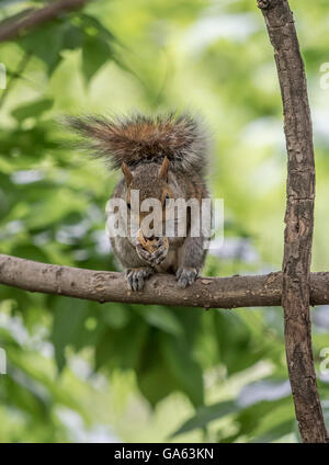 Östliche Grauhörnchen auf AST Essen eine Erdnuss Stockfoto