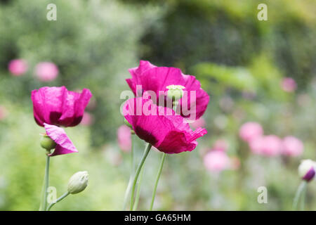 Papaver Somniferum. Magenta rosa Mohnblumen in einem englischen Cottage-Garten. Stockfoto