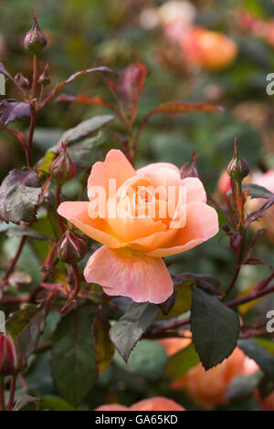 Rosa Lady Emma Hamilton 'Ausbrother' Stockfoto