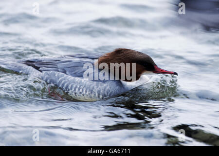 Erwachsene weibliche Gänsesäger (Mergus Prototyp) im Winterkleid schwimmen in einem See - Ammersee, Bayern/Deutschland Stockfoto