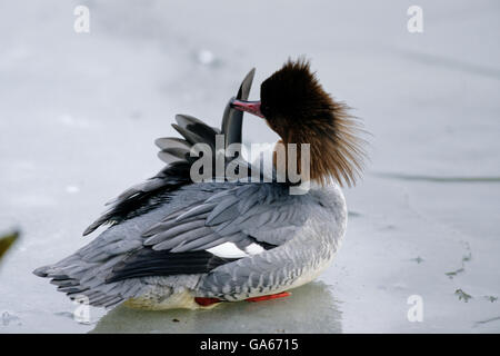 Erwachsene weibliche Gänsesäger (Mergus Prototyp) putzen seine Federn auf einem zugefrorenen See - Ammersee, Bayern/Deutschland Stockfoto