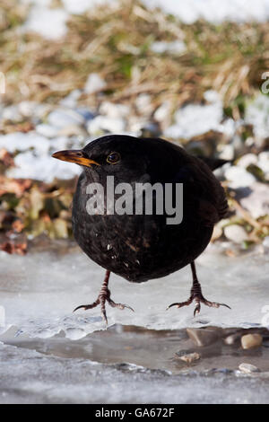 Amsel (Turdus Merula) männlichen steht vor dem Eisloch in einem gefrorenen Bach - Bayern/Deutschland Stockfoto