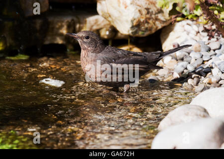 Amsel (Turdus Merula) weibliche kommt zum Baden in einem kleinen Bach - Bayern/Deutschland Stockfoto