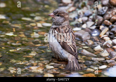 Haus-Spatz (Passer Domesticus) weibliche Baden in einem Bach - Bayern/Deutschland Stockfoto