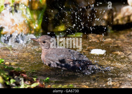 Gemeinsamen Amsel (Turdus Merula) weiblich, ein Bad in einem kleinen Bach - Bayern/Deutschland Stockfoto