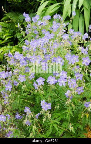 Massierten Blumen winterhart mehrjährig Wiese Storchschnabel, Geranium Pratense "Frau Kendall Clark" Stockfoto