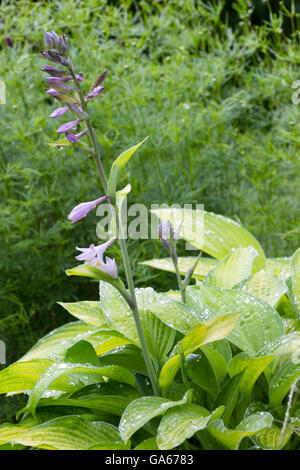 Lila Lilie Blumen und Gold und grün bunte Laub der Hosta 'Gold Standard' Stockfoto