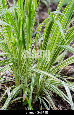 Bunte Form des Purpurs moor Rasen, Molinia Caerulea 'Variegata' Stockfoto