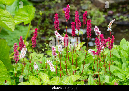 Blume Spitzen des Bodens für Knöterich, Persicaria Affinis 'Darjeeling Red', hellrosa öffnen und Reifen auf rot. Stockfoto