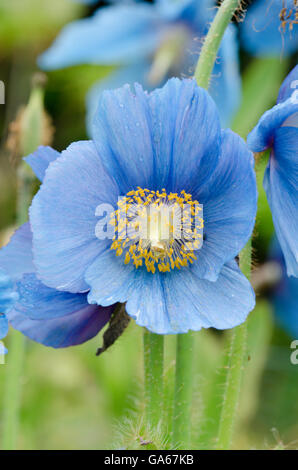 Himalaya Blue Poppy [Meconopsis Baileyi] Juni. Gewachsen im Vereinigten Königreich. Stockfoto