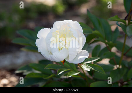 Weiße Pfingstrose Blüte Duchesse de Nemours in einem Garten Stockfoto