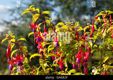 Großer Fuchsia Busch in einem Garten, mit roten und dunklen rosa - lila Tropfen Blüten und blasse Blätter Stockfoto