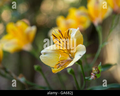 Alstroemeria, gemeinhin als die Peruanische Lilie oder Lilie der Inkas, ist eine Gattung von Blütenpflanzen in Familie Alstroemeriaceae. Stockfoto