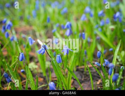 Wiese mit blauen Blüten Scilla Siberica (sibirischer Blaustern oder Holz Blaustern) Stockfoto