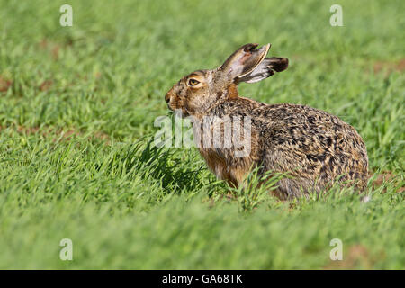 Feldhase (Lepus Europaeus) sitzen in Rasen, Burgenland, Österreich, Europa Stockfoto