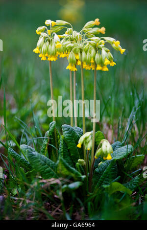 Schlüsselblume (Primula Veris) Stockfoto