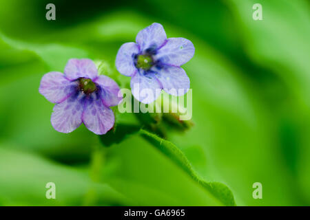 Gemeinsamen Lungenkraut (Pulmonaria Officinalis) Stockfoto