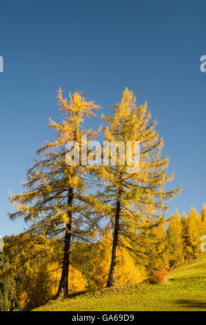 Europäische Lärchen (Larix Decidua) im Herbst, St. Magdalena, Val di Funes, Dolomiten, Provinz Bozen, Trentino-Alto Adige Stockfoto