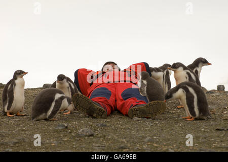 Touristische und Gentoo Penguins (Pygoscelis Papua), Aitcho Island, Süd-Shetland-Inseln, Antarktis Stockfoto