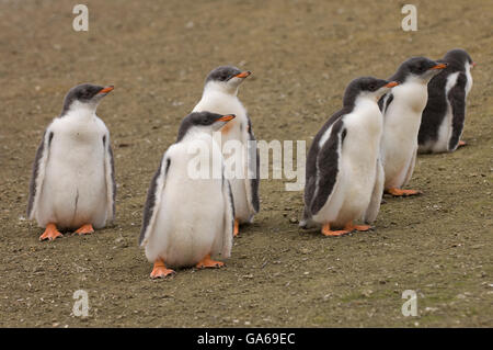 Gentoo Penguins (Pygoscelis Papua), Aitcho Island, Süd-Shetland-Inseln, Antarktis Stockfoto