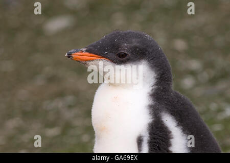 Gentoo Penguin (Pygoscelis Papua), Küken, Porträt, Aitcho Island, Süd-Shetland-Inseln, Antarktis Stockfoto
