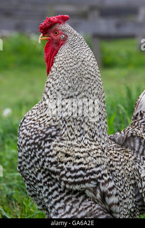 Cooperstown, New York. Barnyard Hahn schwarz und weiß. Stockfoto