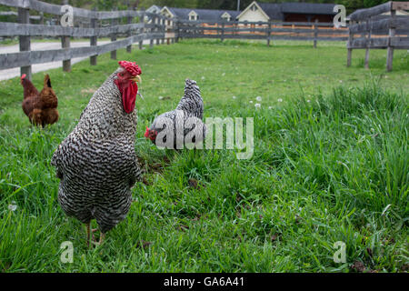 Cooperstown, New York. Schwarz / weiß Barnyard Hahn mit Hennen. Stockfoto