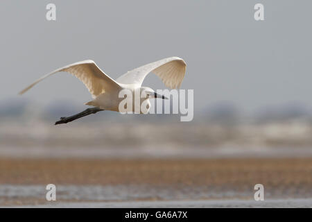 Rötliche Silberreiher (Egretta saniert) weiße Morph aufgezogen, Bolivar Peninsula, Texas, USA Stockfoto