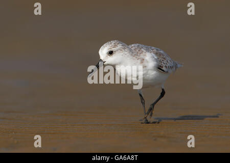 Sanderling (Calidris Alba) zu Fuß am Strand, Bolivar Peninsula, Texas, USA Stockfoto