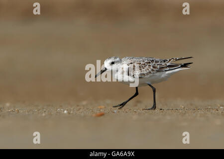 Sanderling (Calidris Alba) zu Fuß am Strand, Bolivar Peninsula, Texas, USA Stockfoto