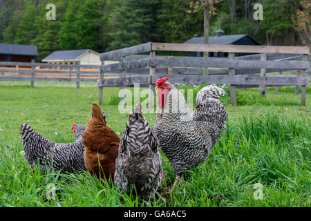 Cooperstown, New York. Schwarz / weiß Barnyard Hahn mit Hennen. Stockfoto