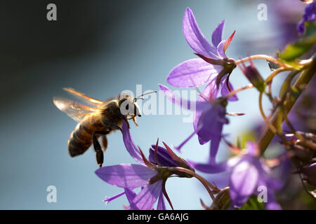 Nahaufnahme eines westlichen Honigbiene oder europäische Honigbiene (Apis Mellifera) Fütterung Blütennektar lila Glockenblume Campanula Stockfoto