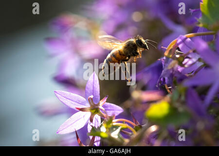 Nahaufnahme eines westlichen Honigbiene oder europäische Honigbiene (Apis Mellifera) Fütterung Blütennektar lila Glockenblume Campanula Stockfoto