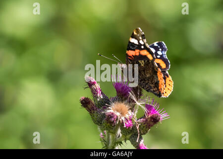 Red Admiral Schmetterling, Vanessa Atalanta, Fütterung Nektar aus einer Blume lila Distel an einem sonnigen Sommertag Stockfoto