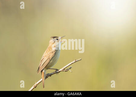 Nahaufnahme eines Schilfrohrsänger Vogel, Acrocephalus Schoenobaenus, singen, ein Weibchen während der Brutzeit im Frühjahr zu gewinnen Stockfoto