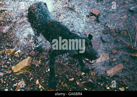 Ein Black Lab sich auf einem felsigen Ufer trocken schütteln Stockfoto