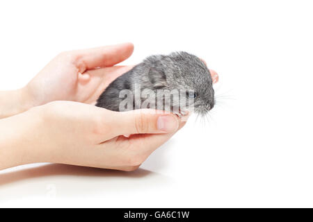 Chinchilla Baby-sitting auf Händen Stockfoto