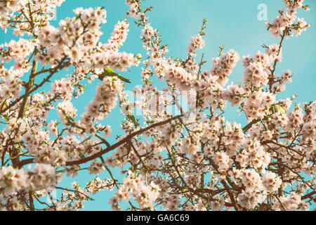 Mandelbäume blühen im Obstgarten gegen blau, Frühlingshimmel. Wald Stockfoto