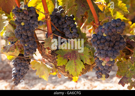 Tempranillo-Trauben am Rebstock reif für die Ernte in La Rioja. Stockfoto