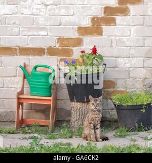 Zwei Töpfe mit Blumen, Gießkanne, Tabby Katze, die sitzt in der Nähe der Wand Stockfoto