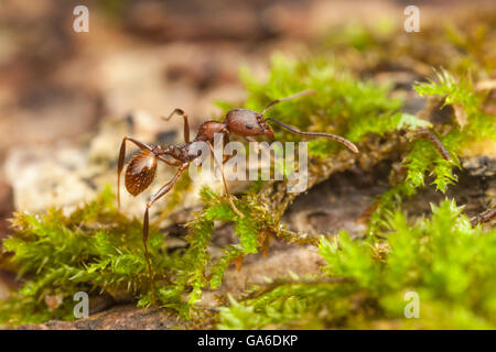 Ein Arbeiter der Wirbelsäule-taillierte Ant (Aphaenogaster Fulva) untersucht die Oberfläche eines gefallenen Toten Baumes. Stockfoto